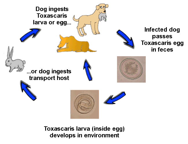 hookworm life cycle in dogs