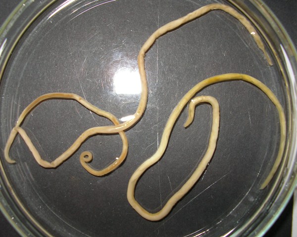 Adult Toxocara canis worms