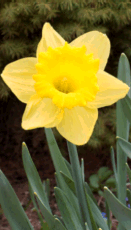 Daffodil mf
