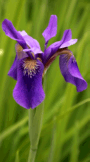 Iris mf