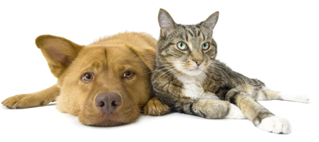 Welcome to Mar Vista Animal Medical Center - Cat And Dog