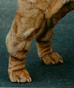 picture of normal shar pei socks