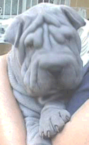 picture of shar pei puppy