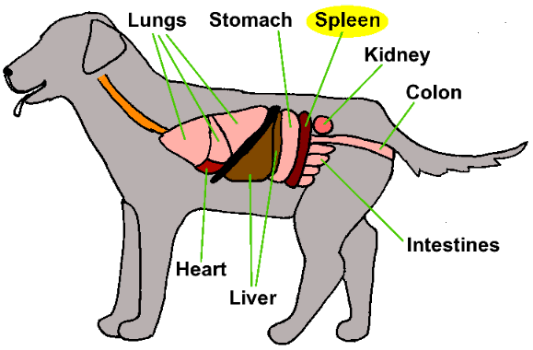 Diagram of canine digestive system