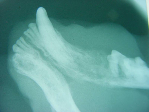 Radiograph of a cat’s lower jaw showing bone destruction