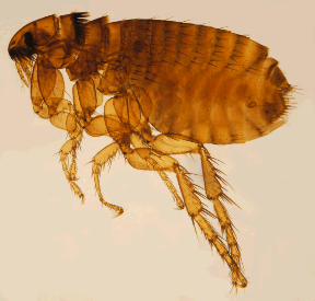 picture of adult flea carrying tapeworm
