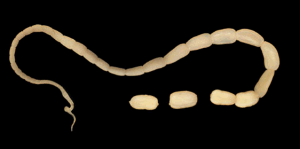 tapeworm segments in dogs