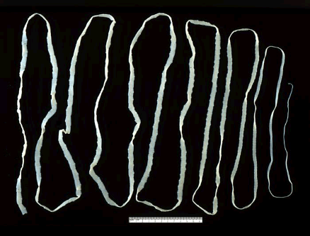 Flea Tapeworm Segment
