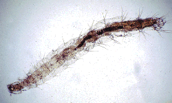 picture of flea larva eating tapeworm egg