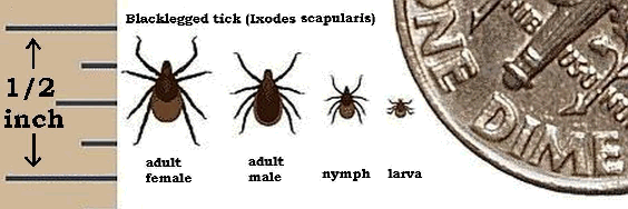 Three stages of the deer tick: