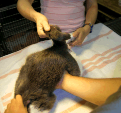 Veterinarian palpates the urinary bladder to see if the cat is blocked.