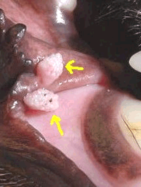 picture of viral papilloma in canine