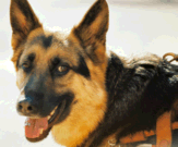 The German shepherd dog is the "poster child" for Type II disk disease.