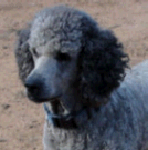 picture of a standard poodle