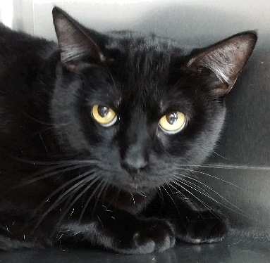 Ragna - Black Cat