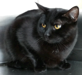 Ragna - Black Cat