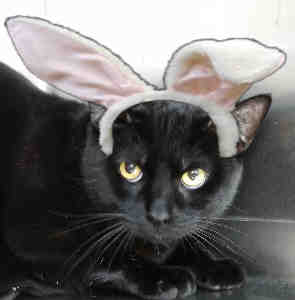 Ragna - Black Cat in bunny ears