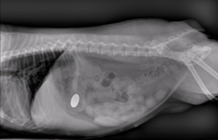 This dog has swallowed a coin (readily visible as a white disk in the stomach).